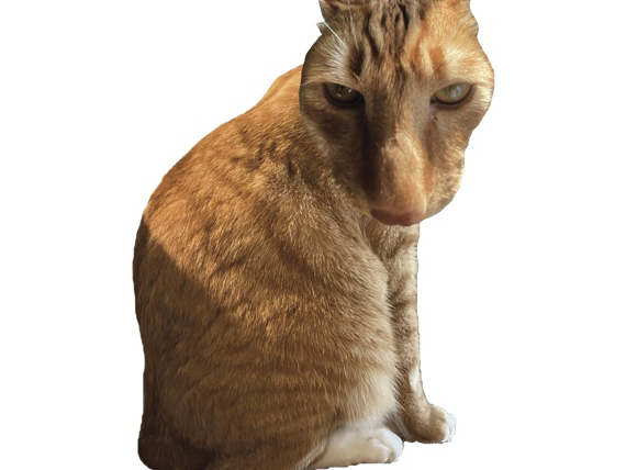 Brush Jjaemu